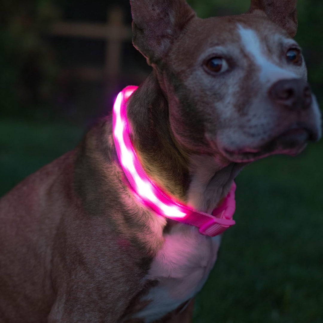 Brightest Light up Dog Collars - the Original LED Dog Collar with 1,000 Feet of Visibility - USB Rechargeable Waterproof Dog Collar Light - Dog Lights for Night Walking - USA Brand